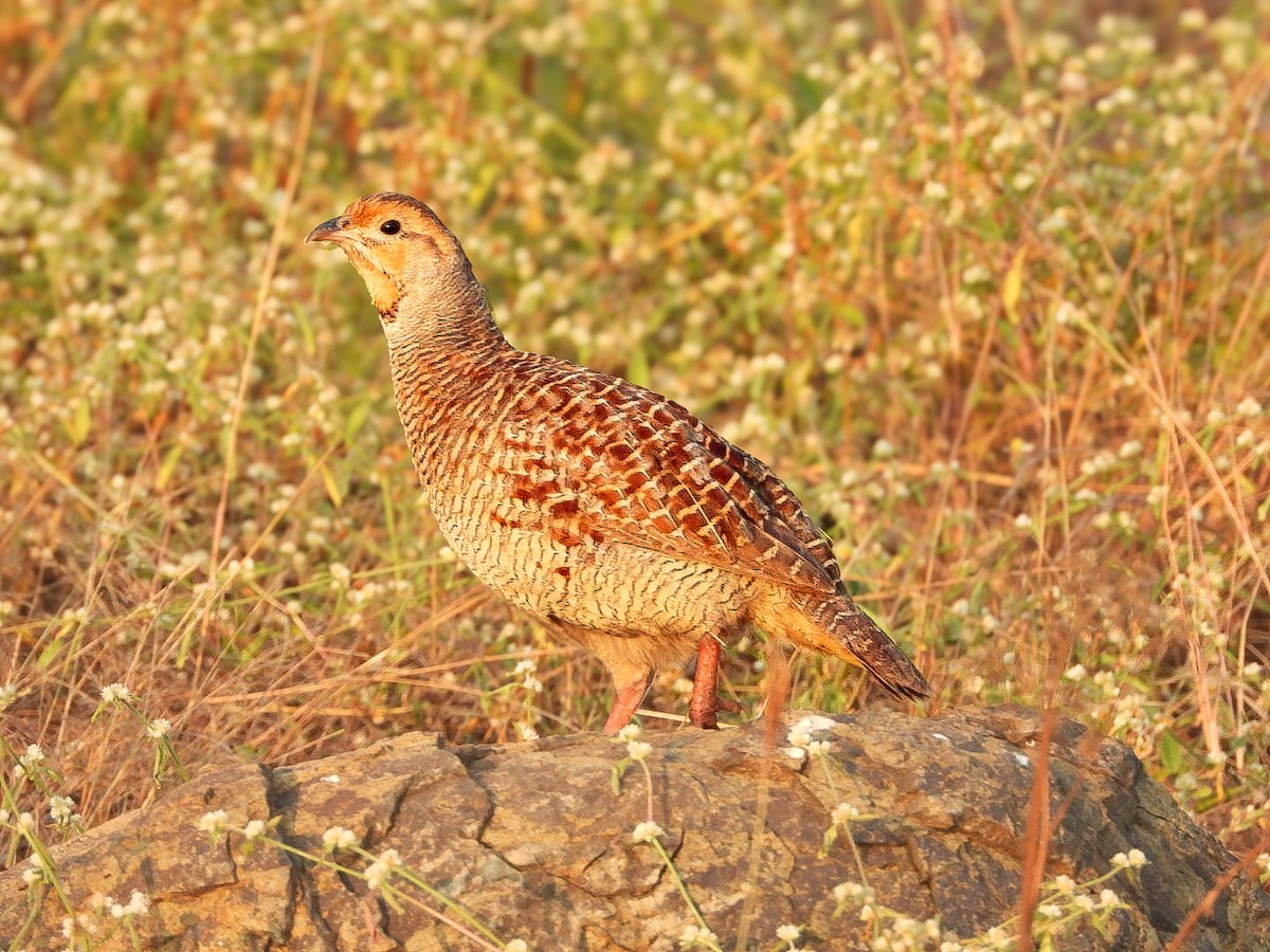 シマシャコ - ML645590635