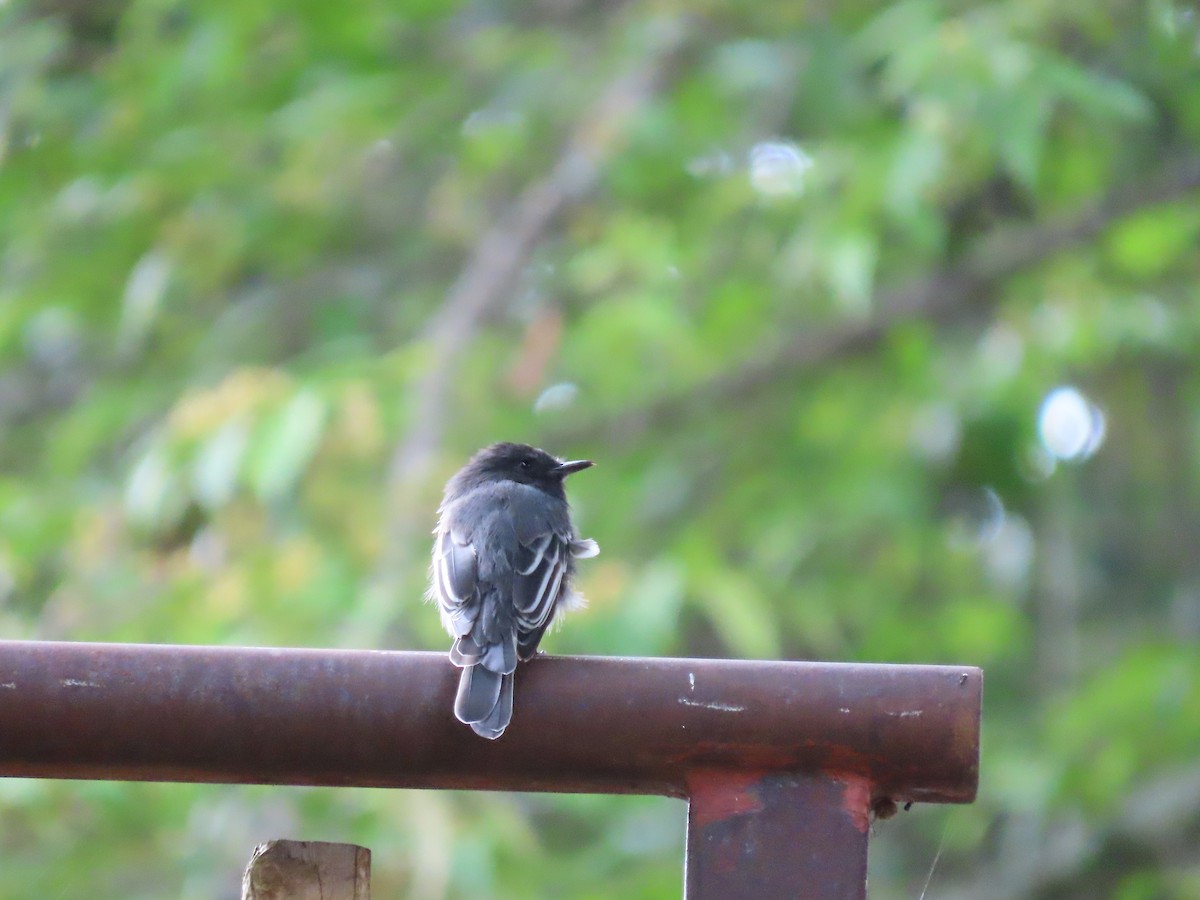 クロツキヒメハエトリ - ML645590636