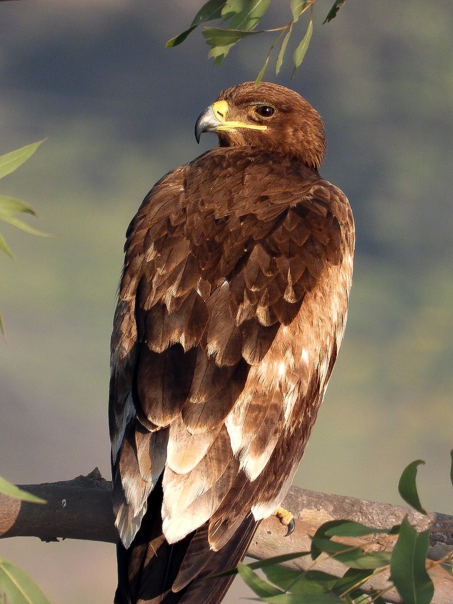 ソウゲンワシ - ML645590637