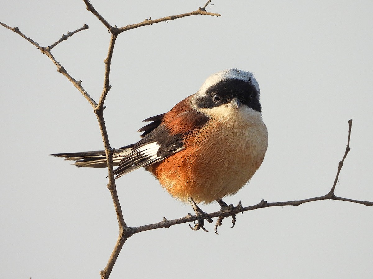 クロビタイセアカモズ - ML645590639