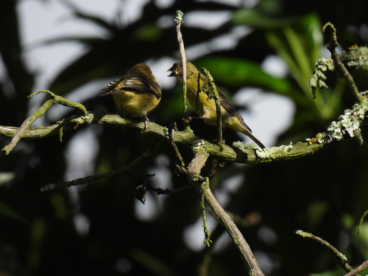 Lesser Goldfinch - ML645590640