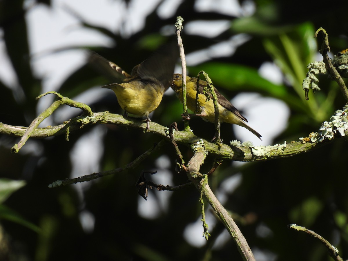 Lesser Goldfinch - ML645590641