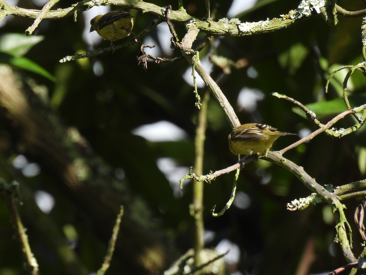Lesser Goldfinch - ML645590642