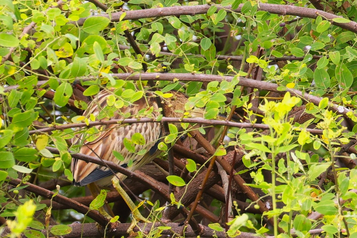 黃小鷺 - ML645590645