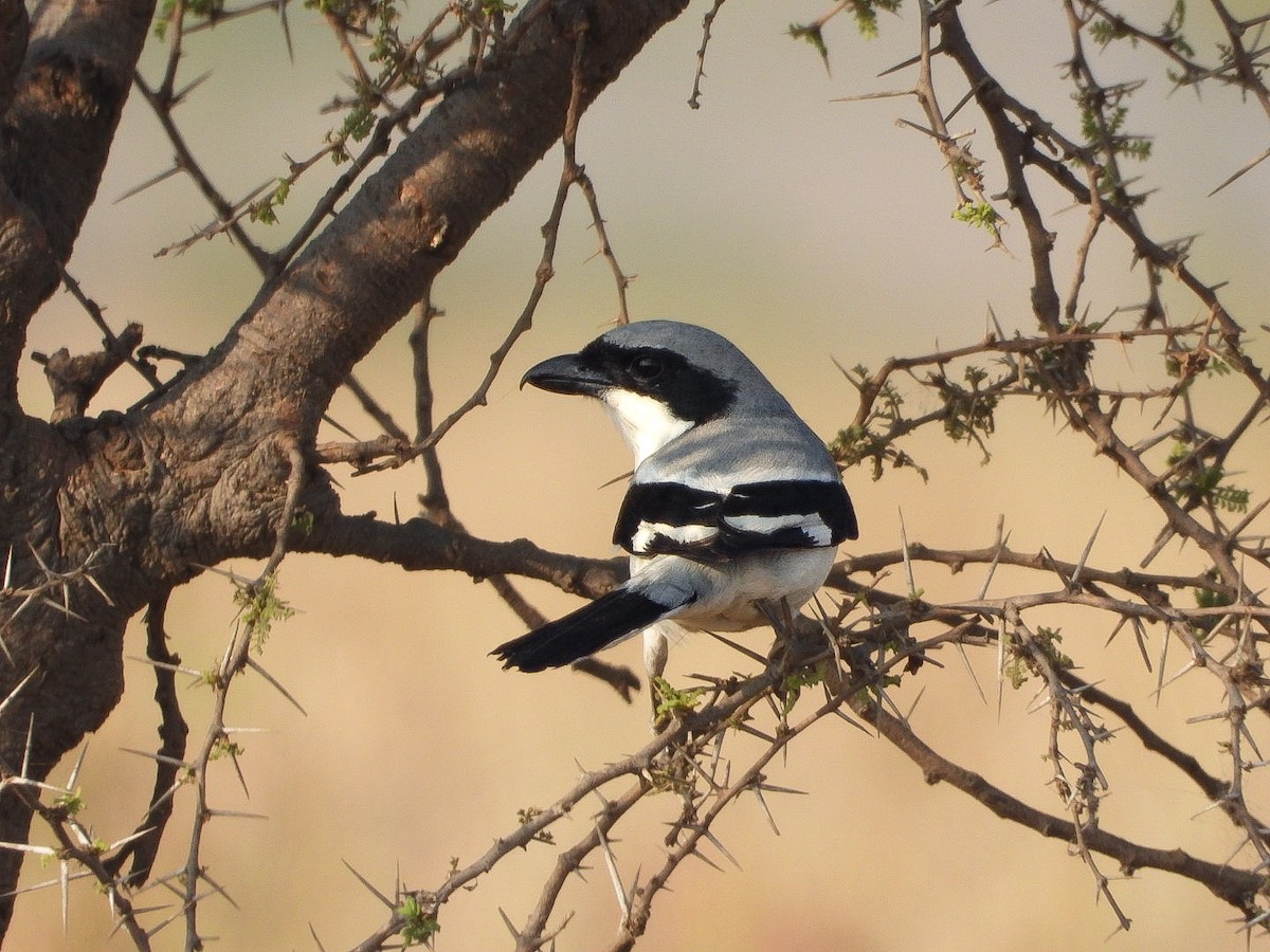 西方灰伯勞 - ML645590646