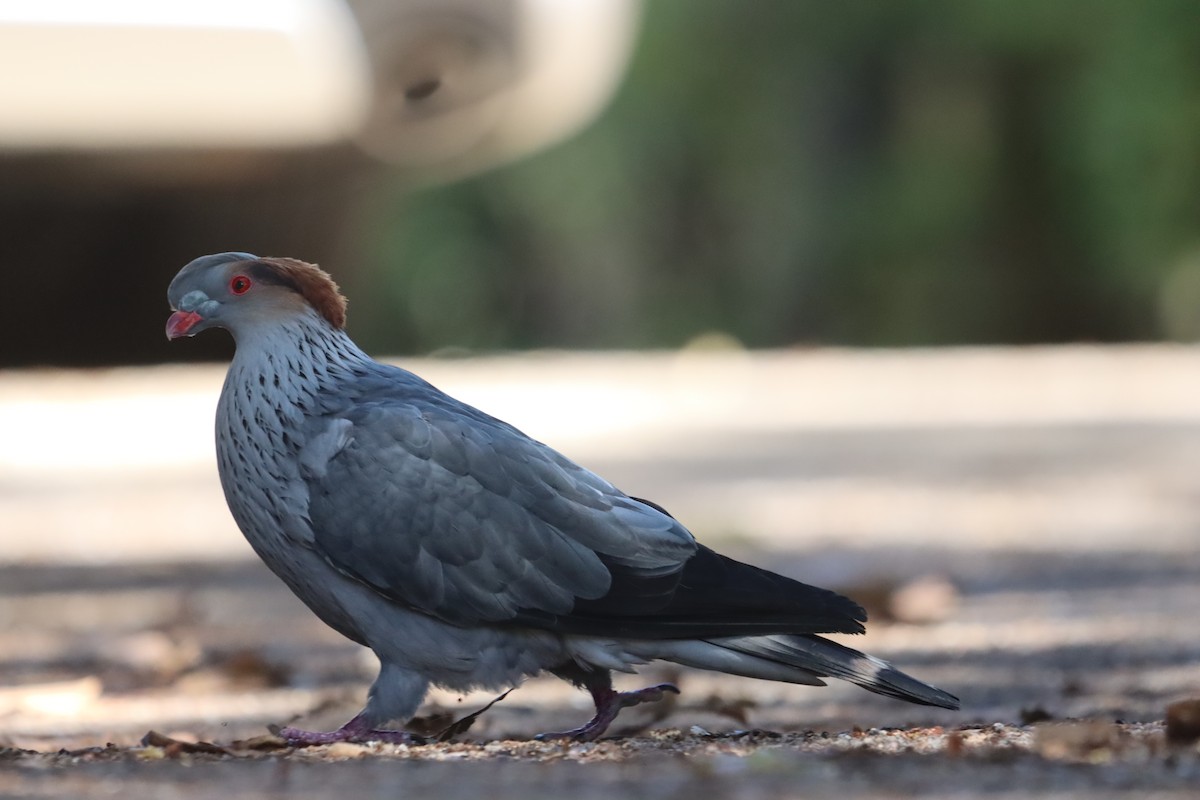 Topknot Pigeon - ML645590648