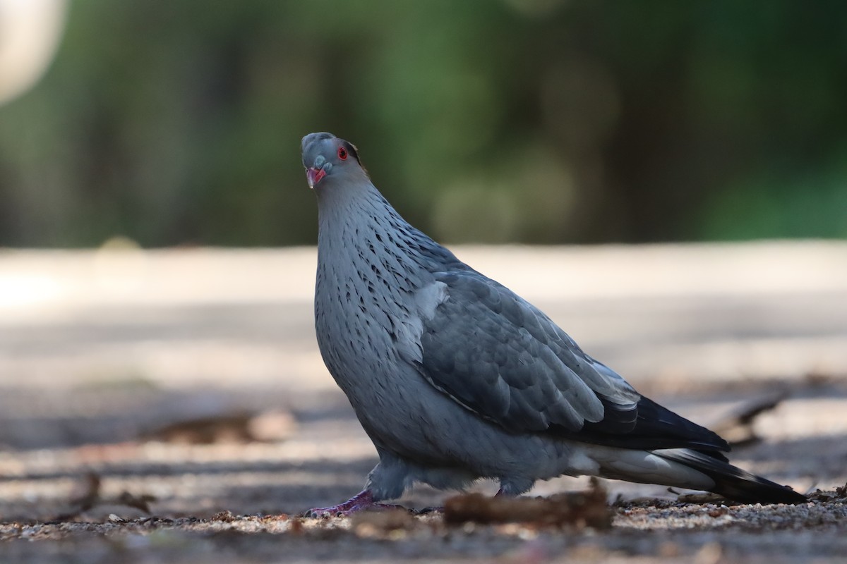 Topknot Pigeon - ML645590649
