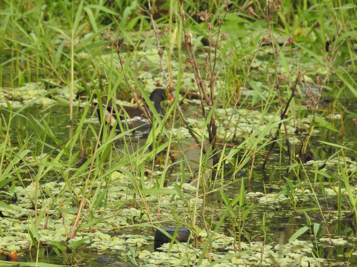 紅冠水雞 - ML645590650