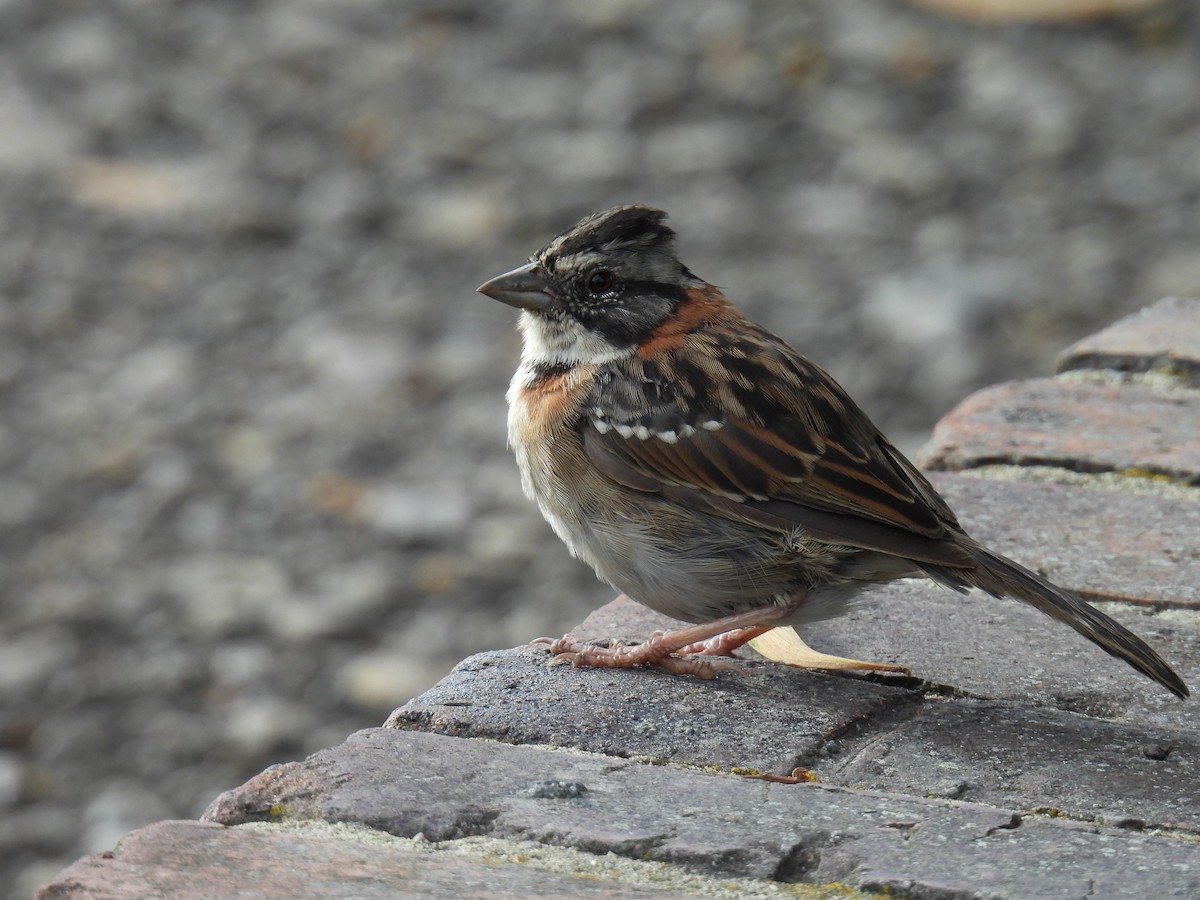 Rufous-collared Sparrow - ML645590653