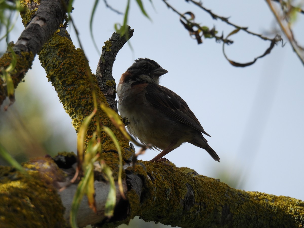 Rufous-collared Sparrow - ML645590654