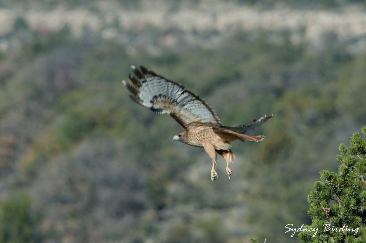 Red-tailed Hawk - ML645590656