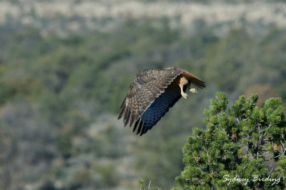 Red-tailed Hawk - ML645590657
