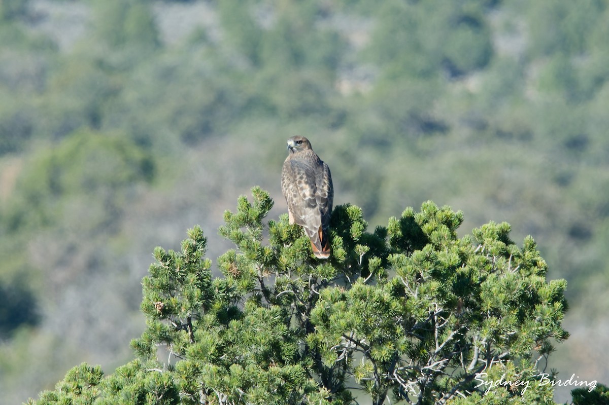 Red-tailed Hawk - ML645590660