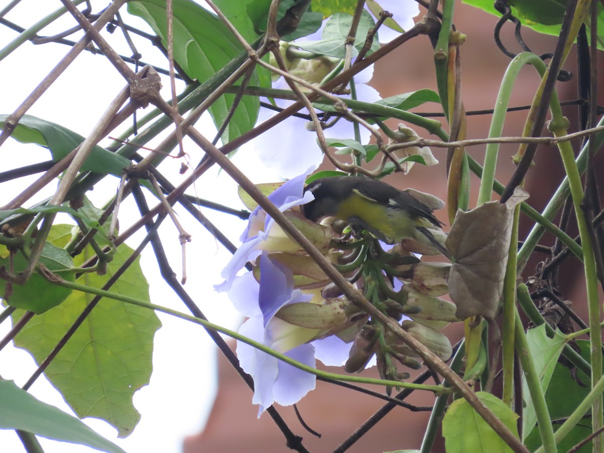 Bananaquit - ML645590661