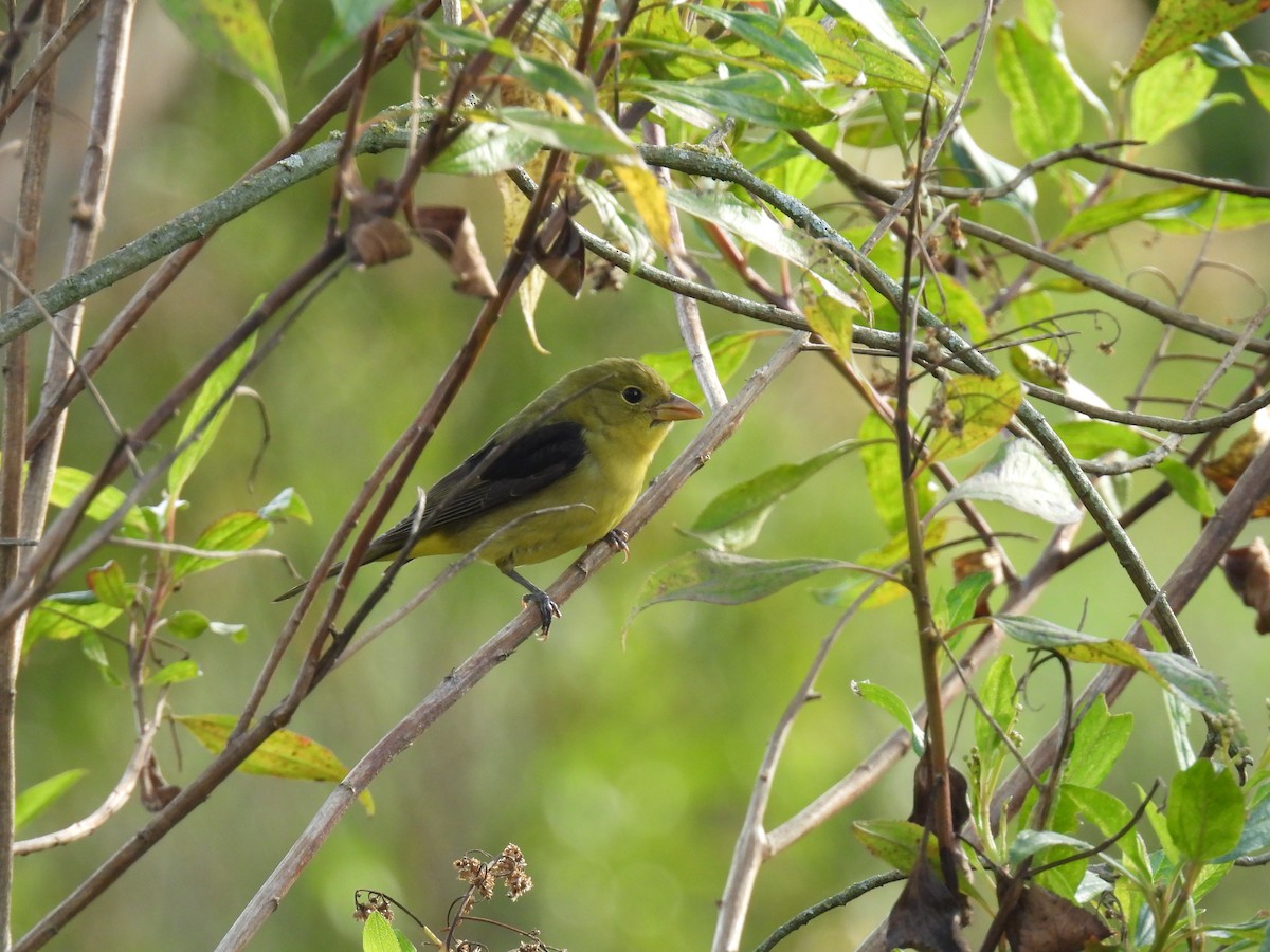 Scarlet Tanager - ML645590662