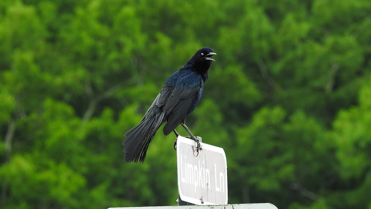Boat-tailed Grackle - ML645590663