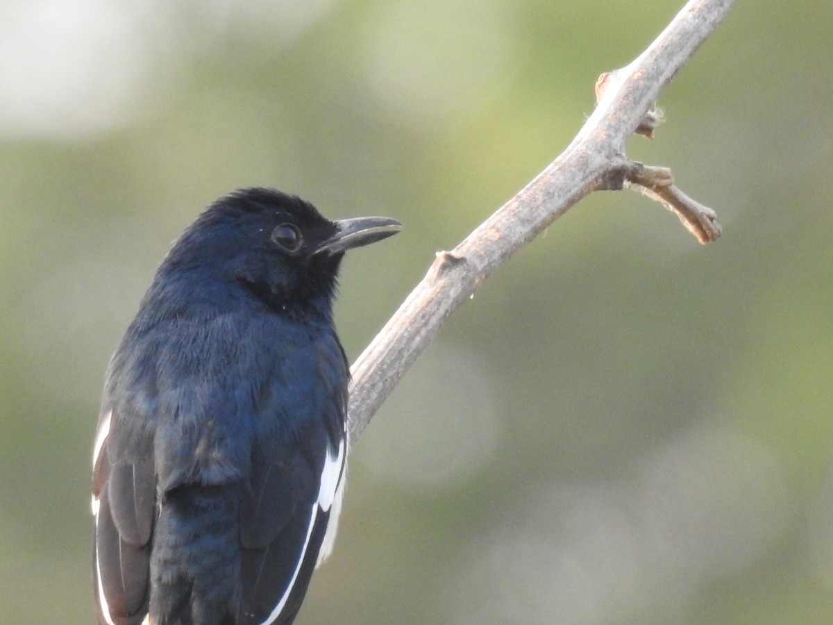 鵲鴝 - ML645590665