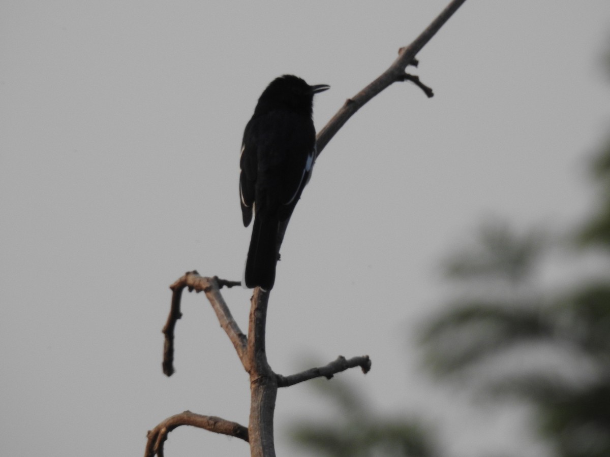 鵲鴝 - ML645590666