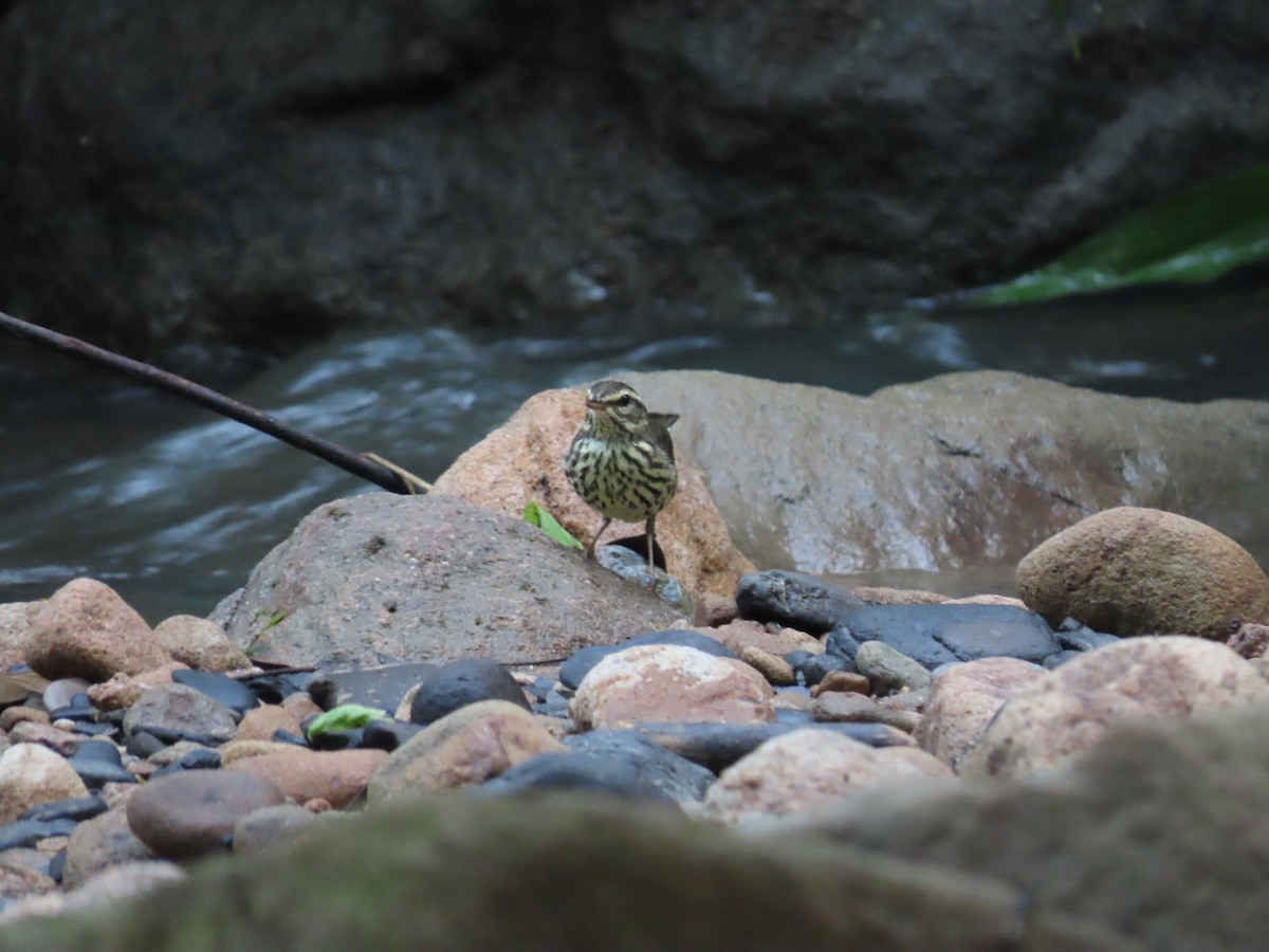 Northern Waterthrush - ML645590668