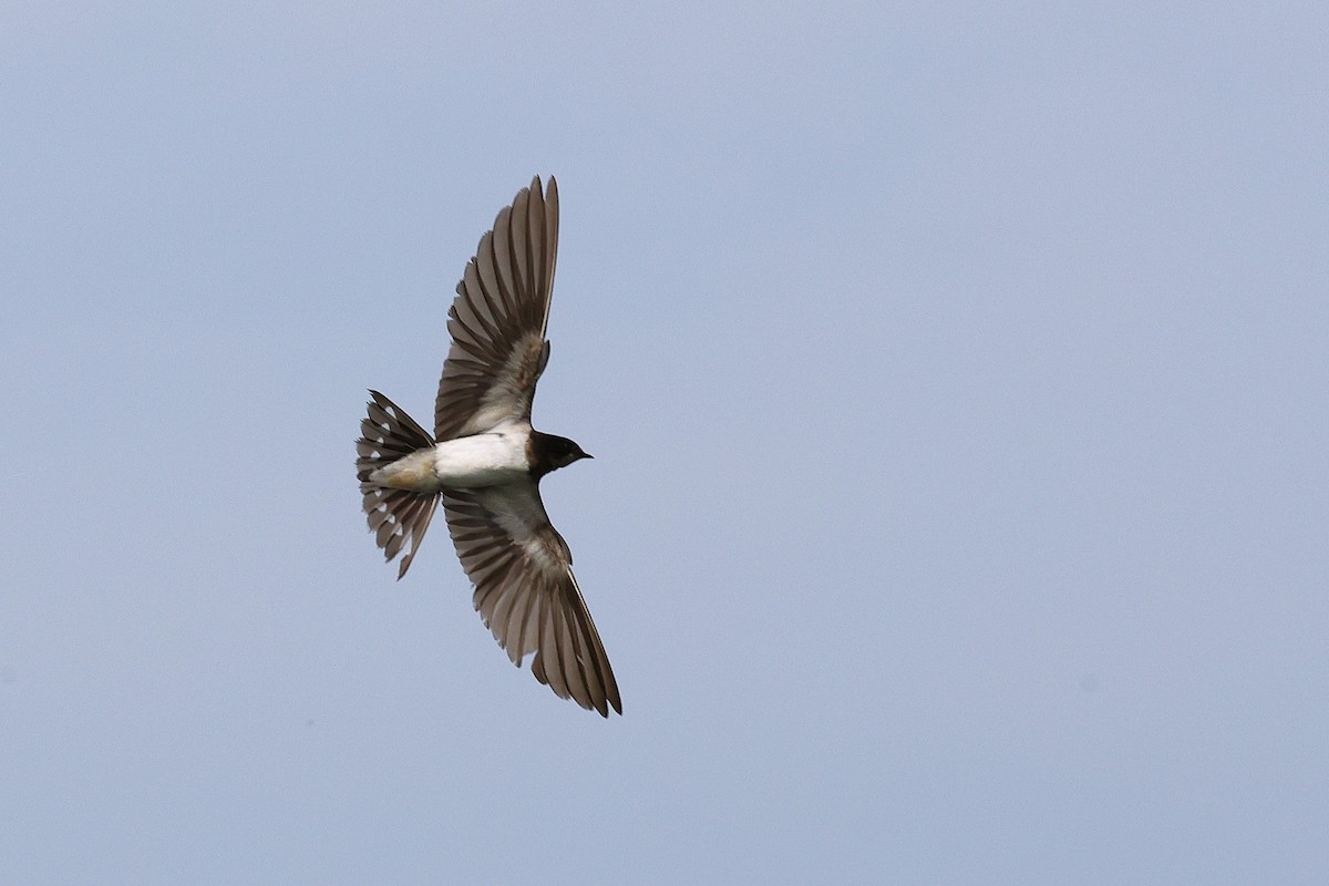 小雨燕 - ML645590670