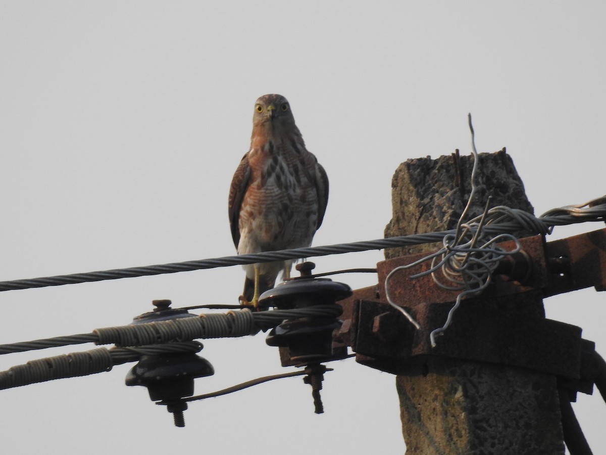 Shikra - ML645590681