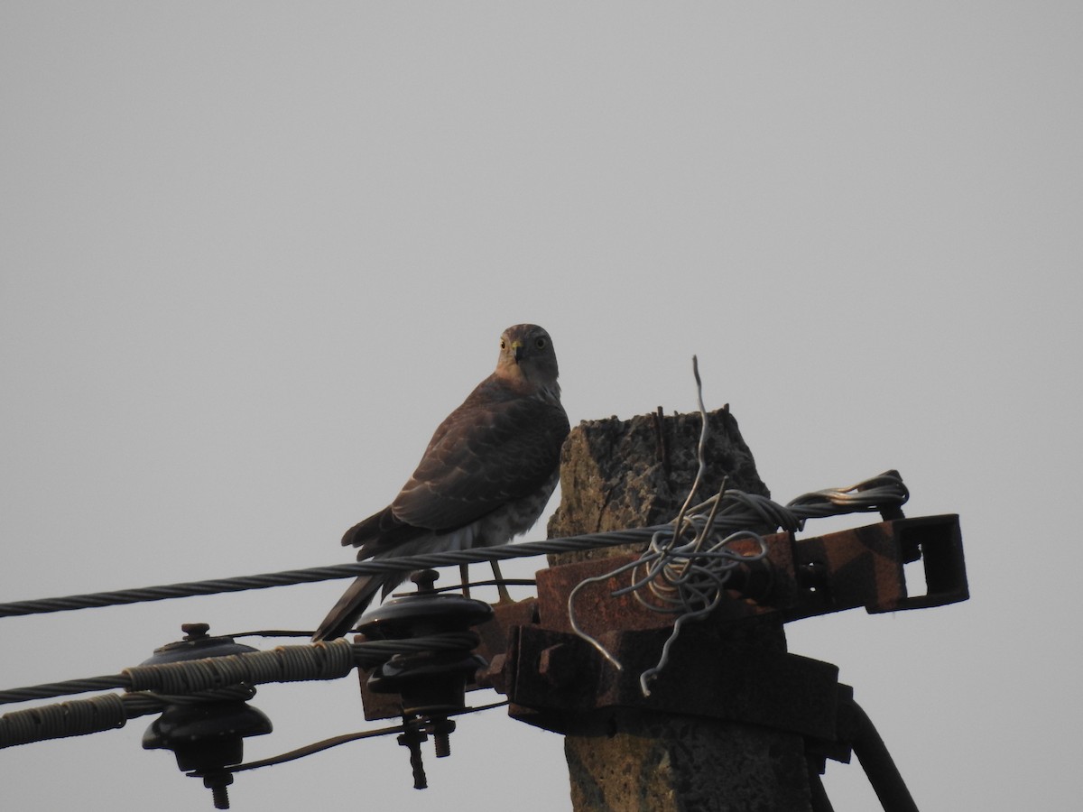 Shikra - ML645590682