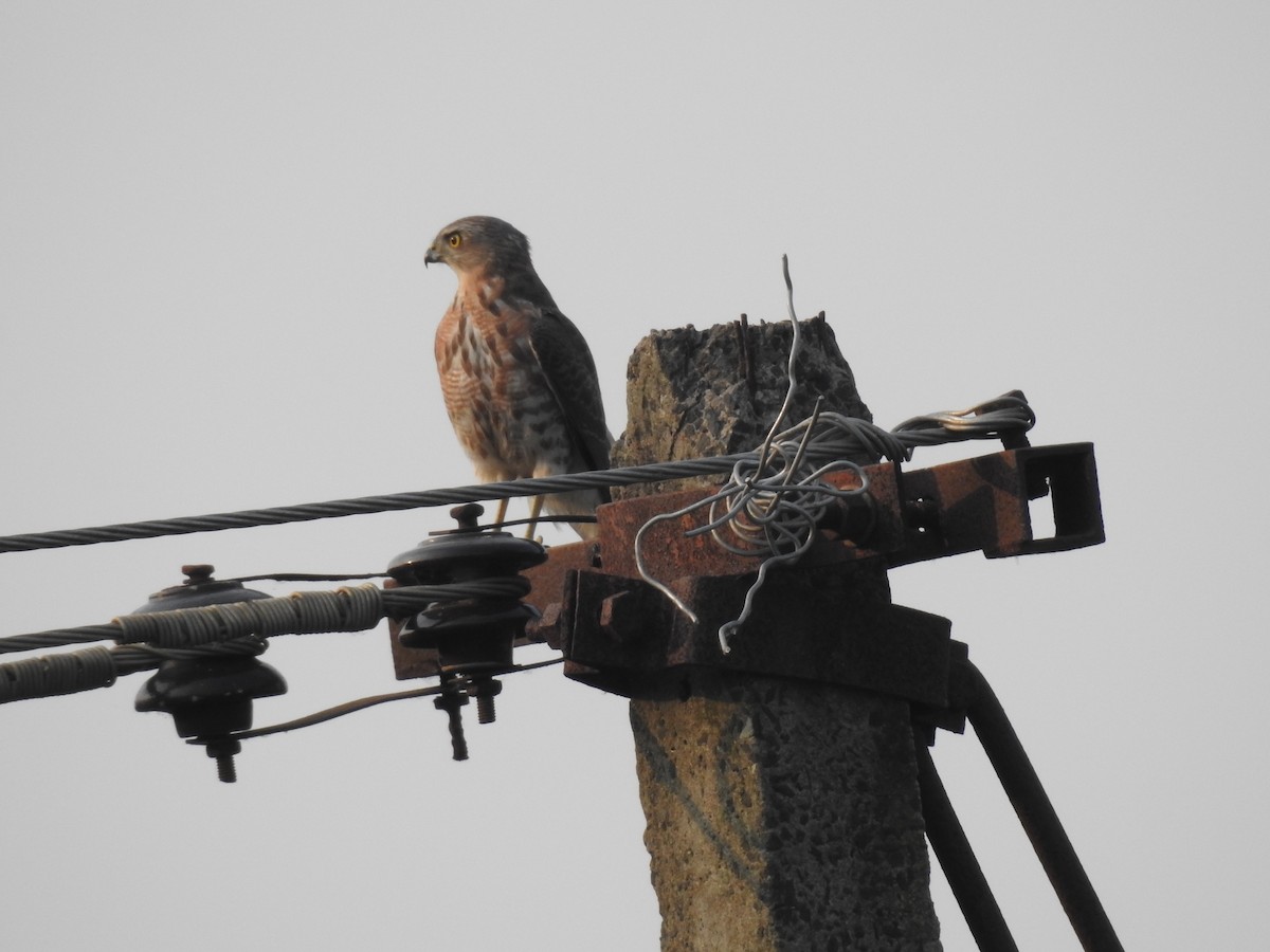 Shikra - ML645590683