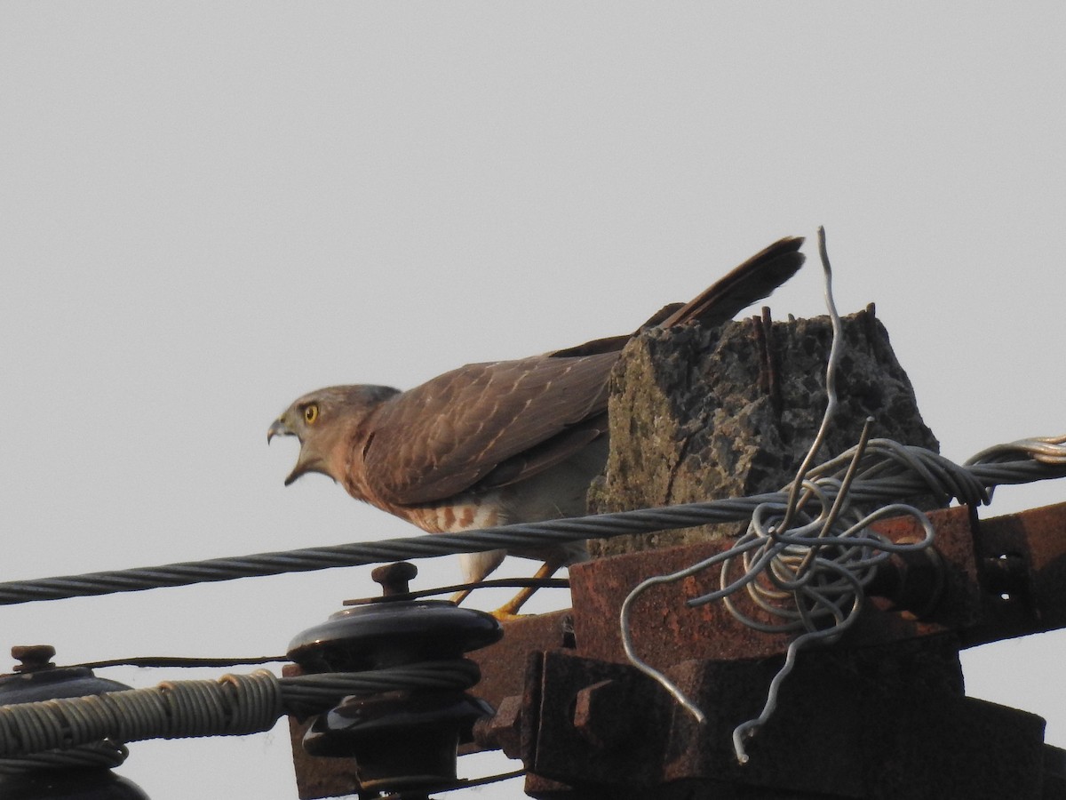 Shikra - ML645590685