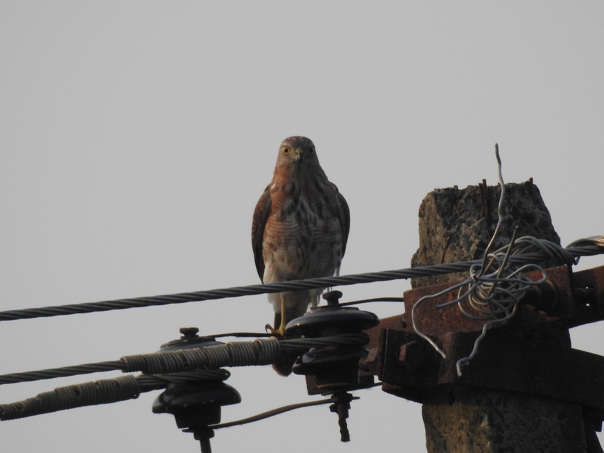 Shikra - ML645590686