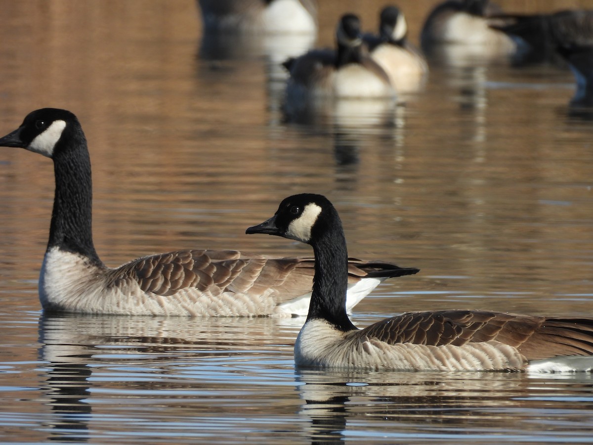 Branta kanadar handia - ML645590695