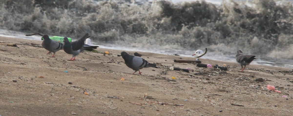 Haitz-usoa (etxekoa) - ML645590697