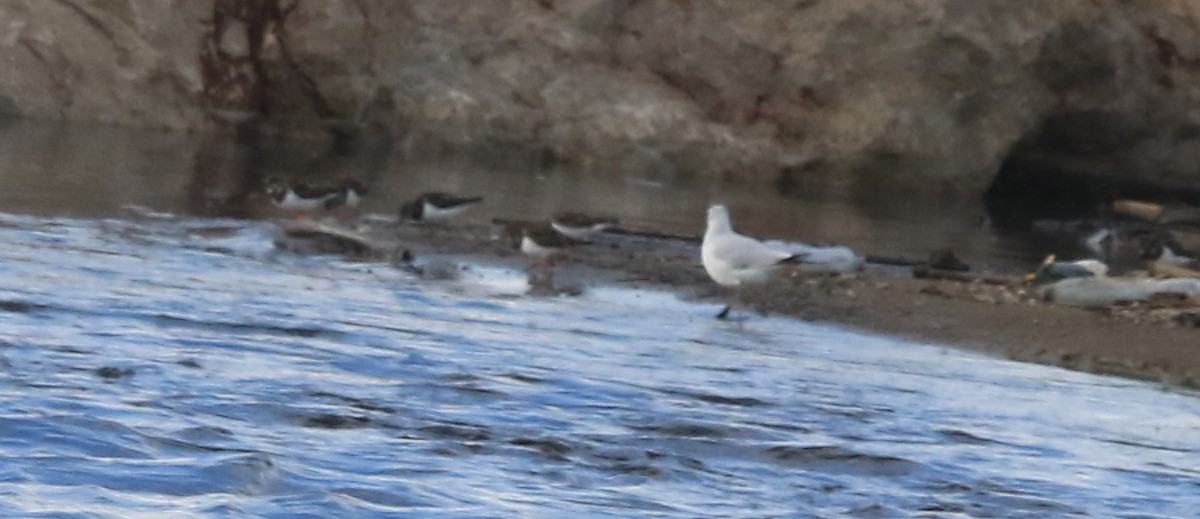 Ruddy Turnstone - ML645590698