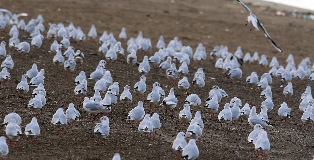 Black-headed Gull - ML645590703