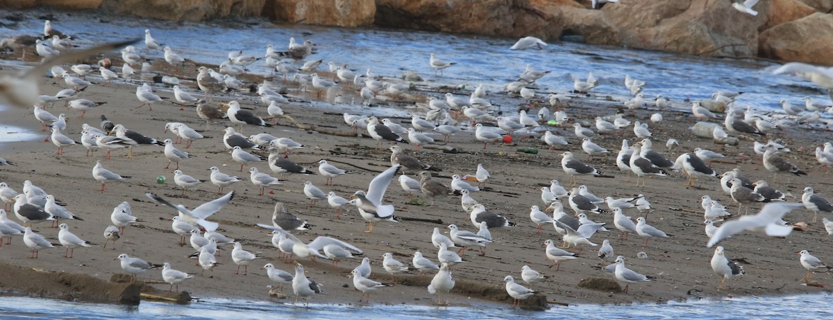 Black-headed Gull - ML645590704