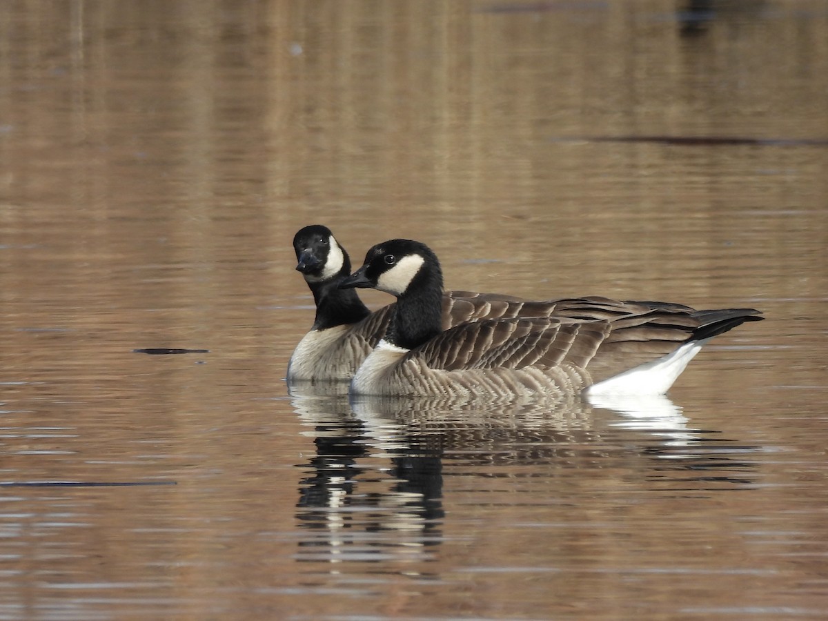 小加拿大雁 - ML645590705