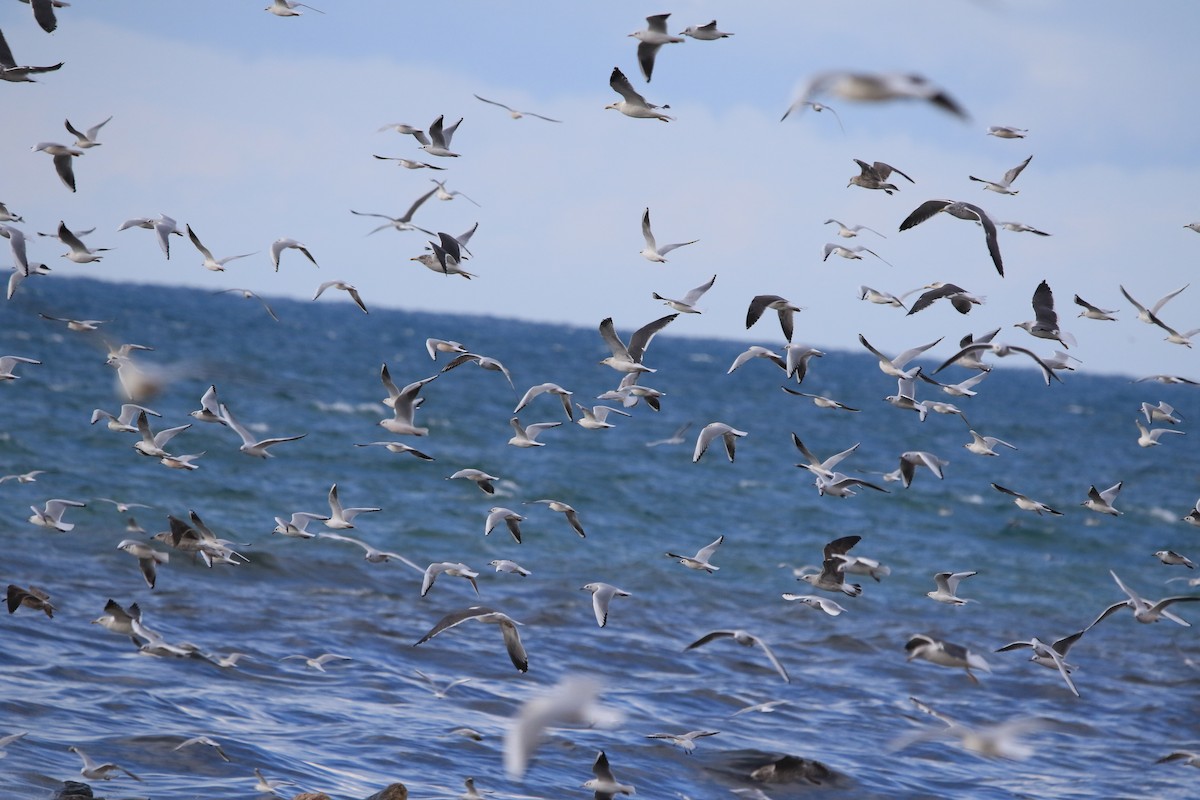 Black-headed Gull - ML645590707