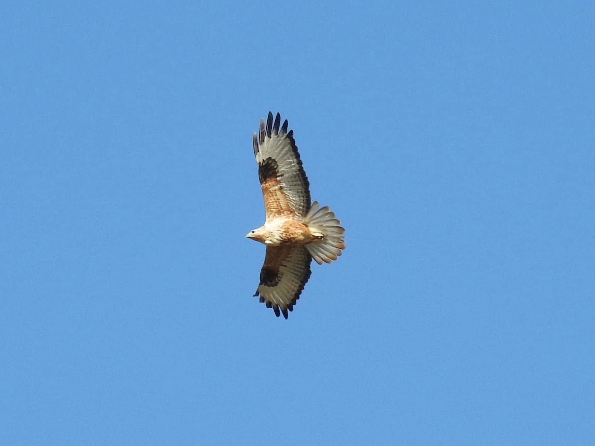 ørnvåk - ML645590711