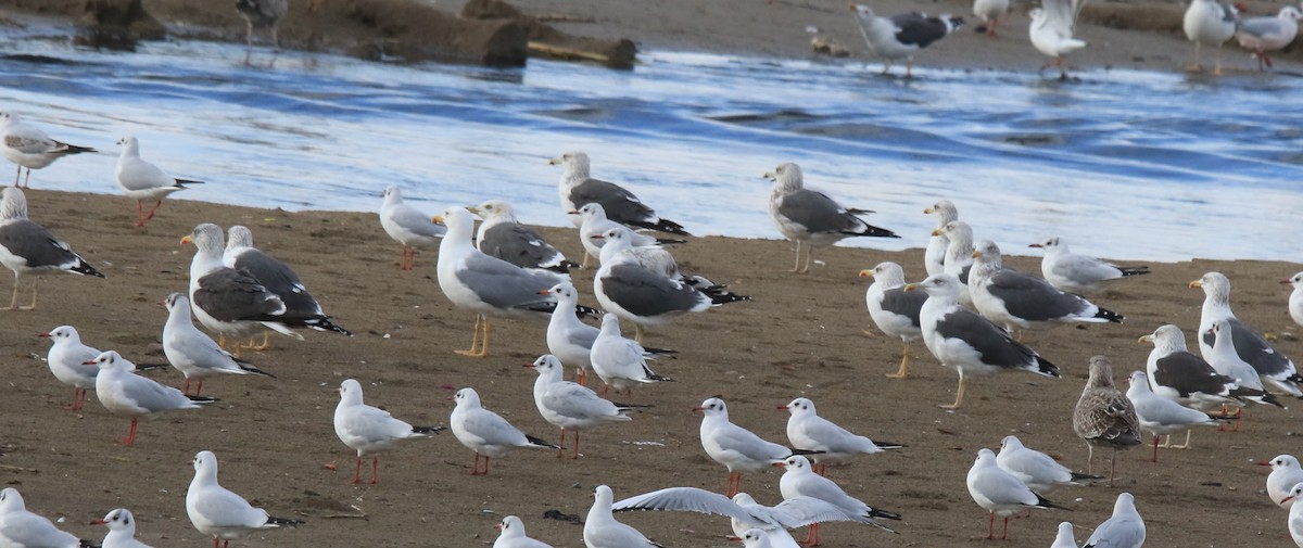 Yellow-legged Gull - ML645590712