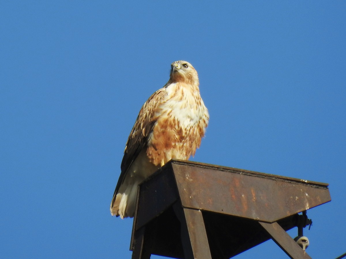 ørnvåk - ML645590713