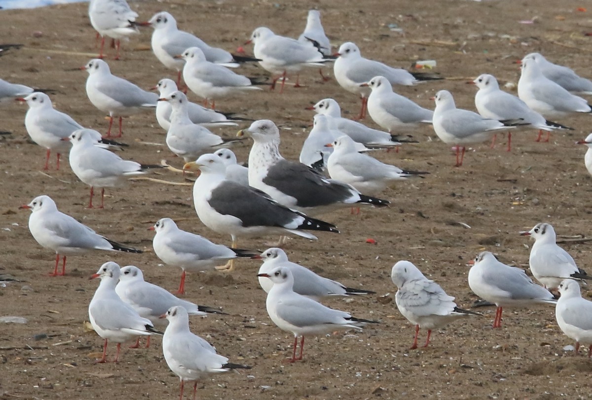 Lesser Black-backed Gull - ML645590717