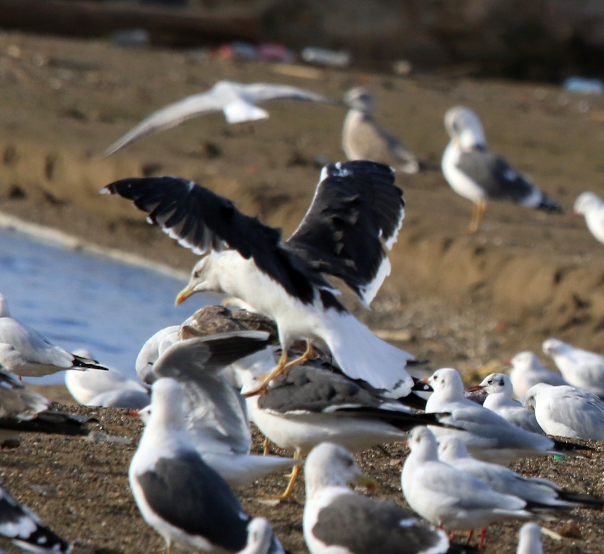 Lesser Black-backed Gull - ML645590718
