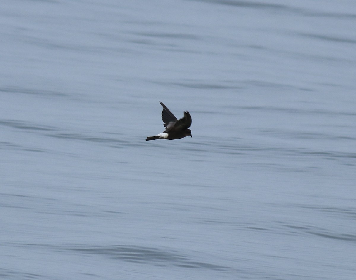 buřníček žlutonohý - ML645590727