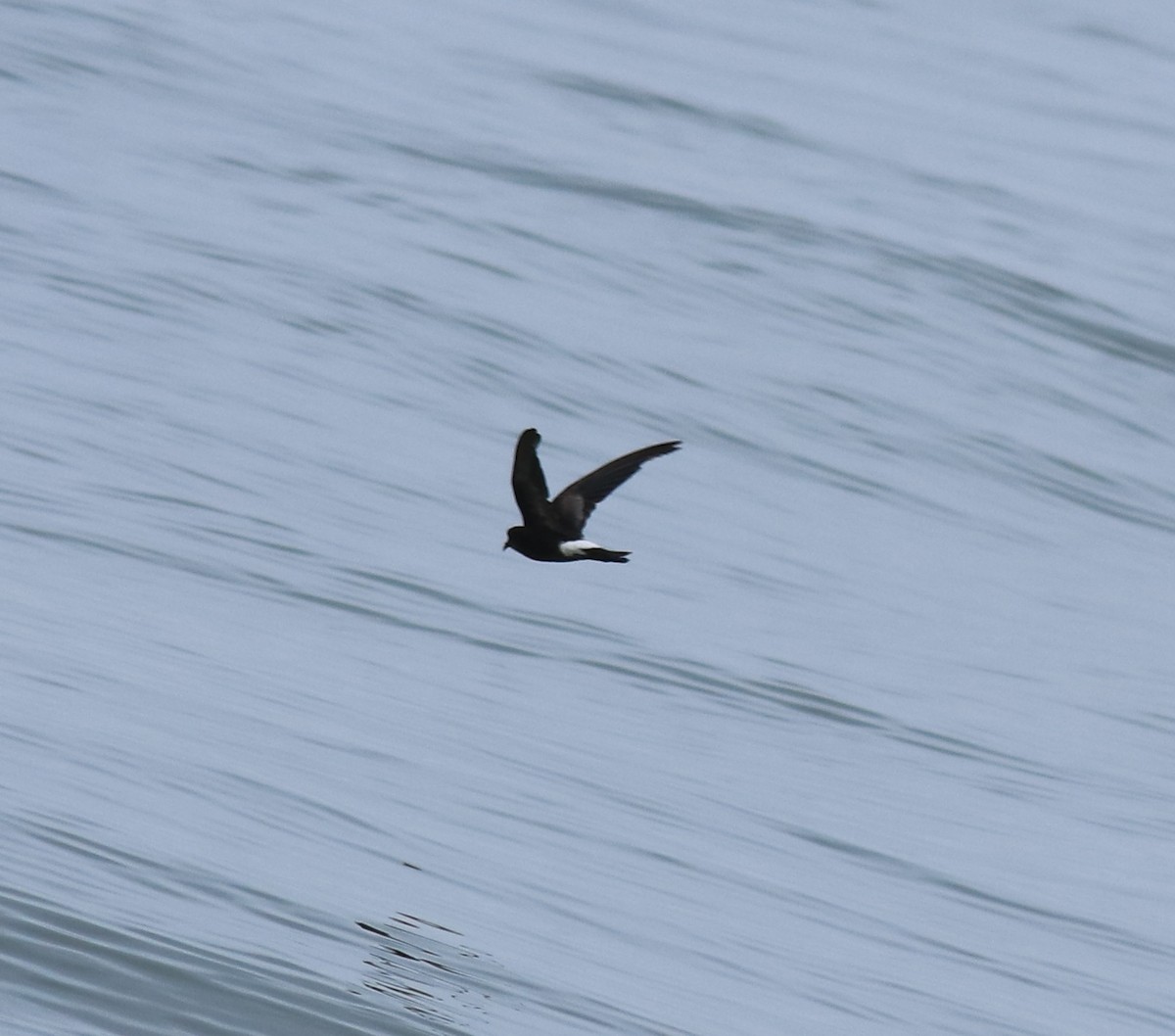 buřníček žlutonohý - ML645590728