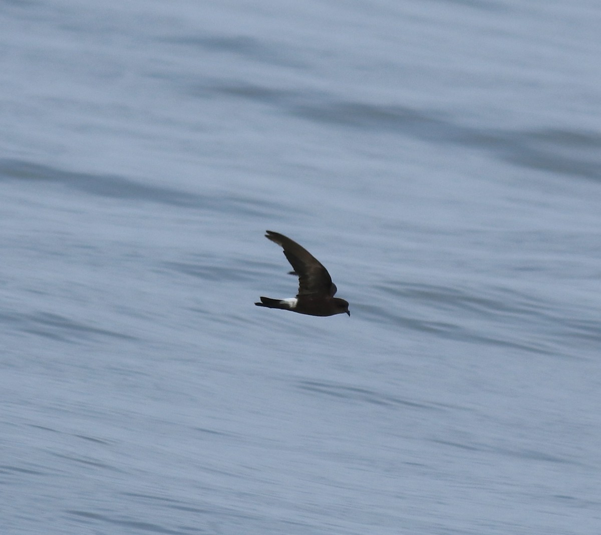 buřníček žlutonohý - ML645590730