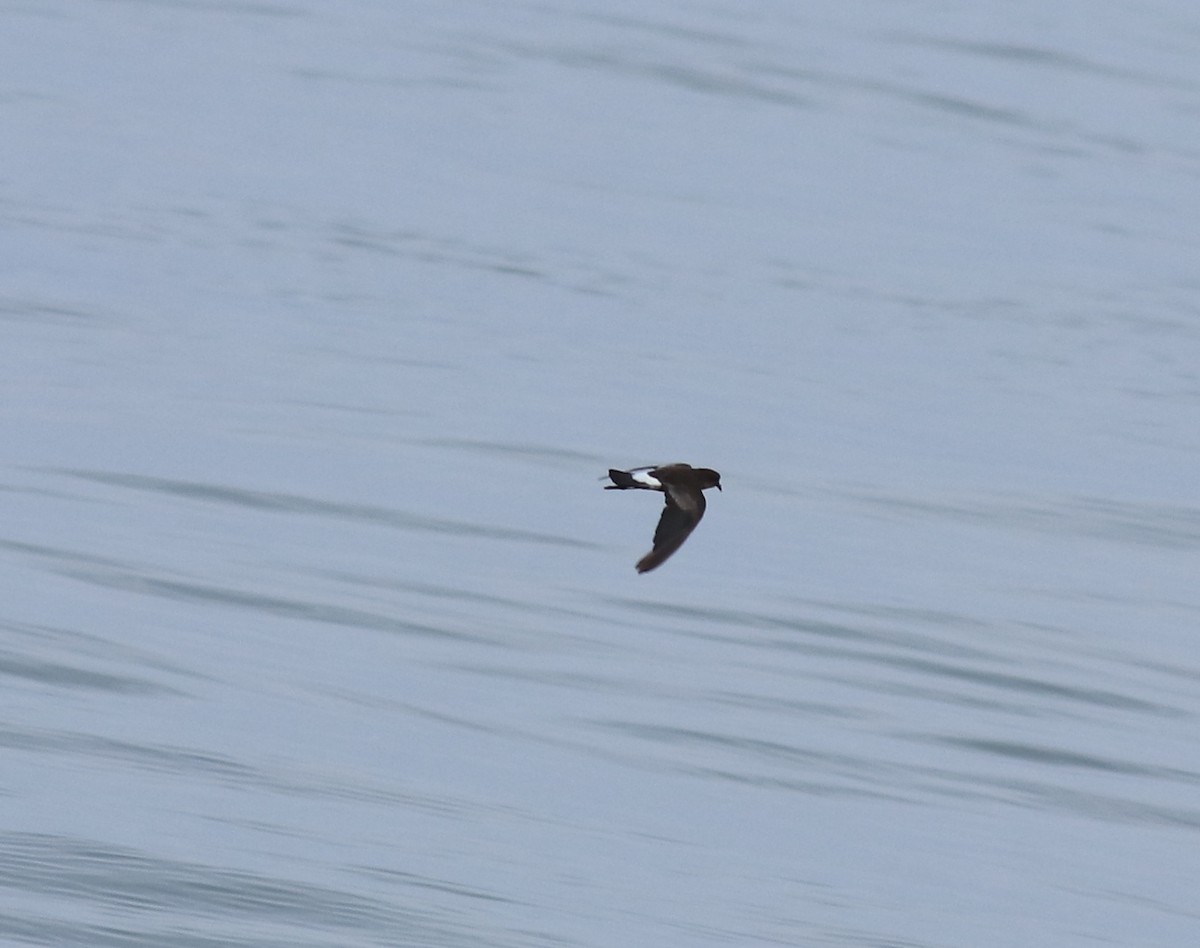 buřníček žlutonohý - ML645590731