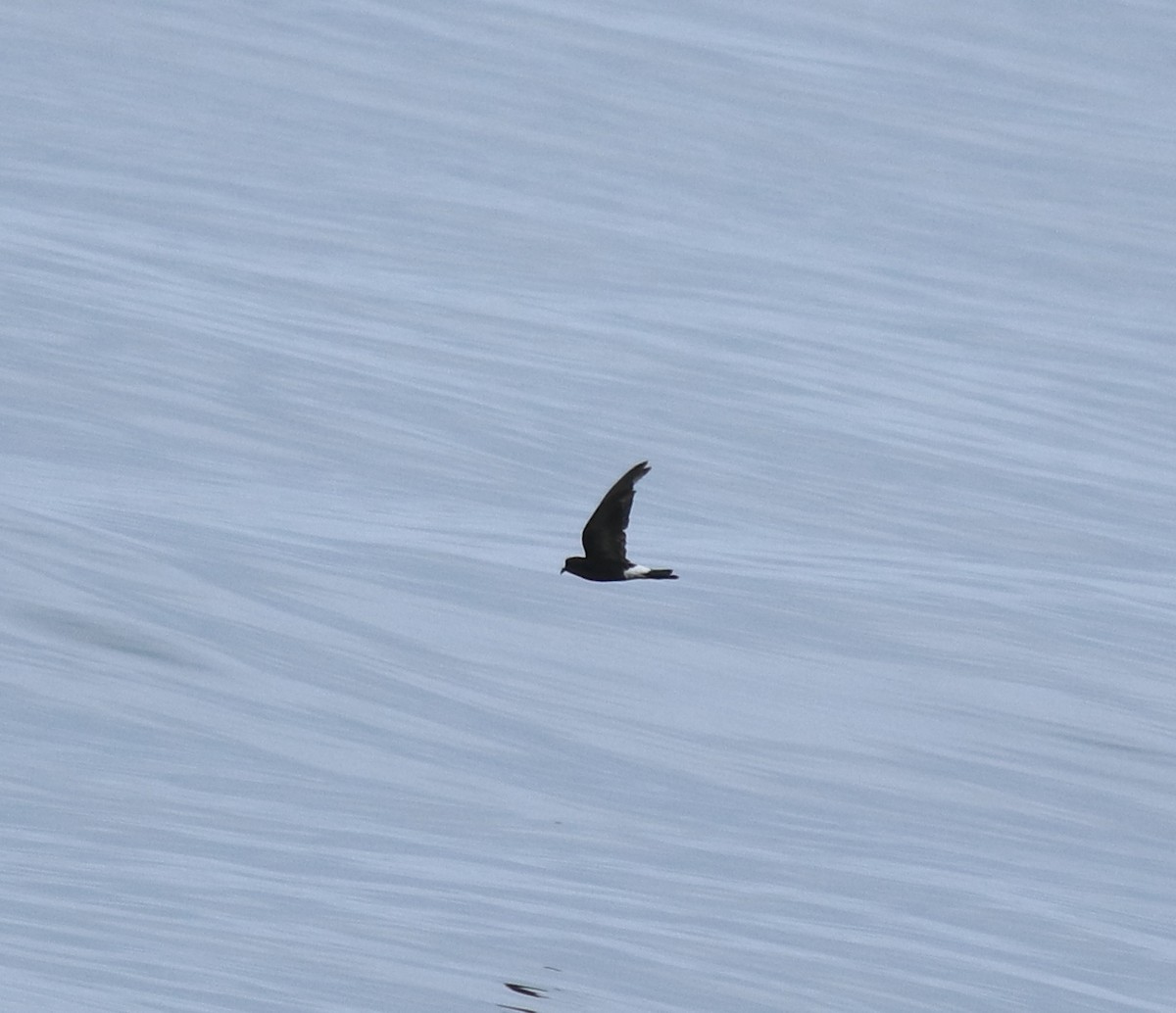 buřníček žlutonohý - ML645590732