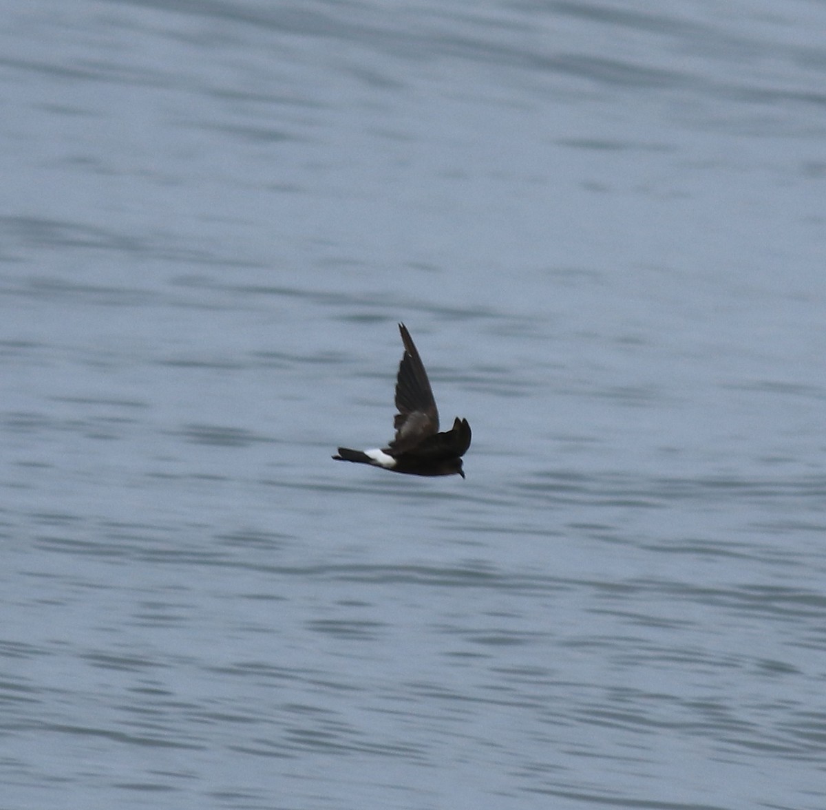 buřníček žlutonohý - ML645590733