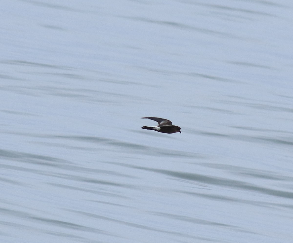 buřníček žlutonohý - ML645590734