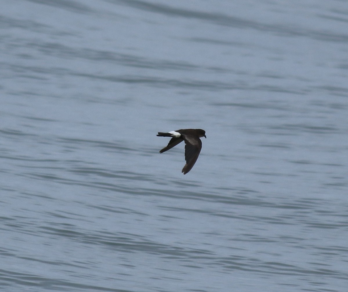 buřníček žlutonohý - ML645590735