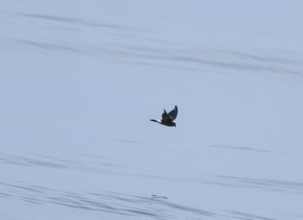 buřníček žlutonohý - ML645590736